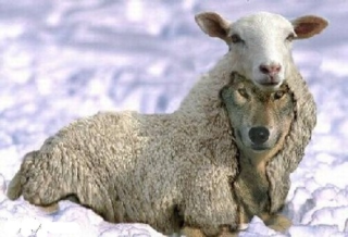 Narcisme Narcisme - Afbeelding